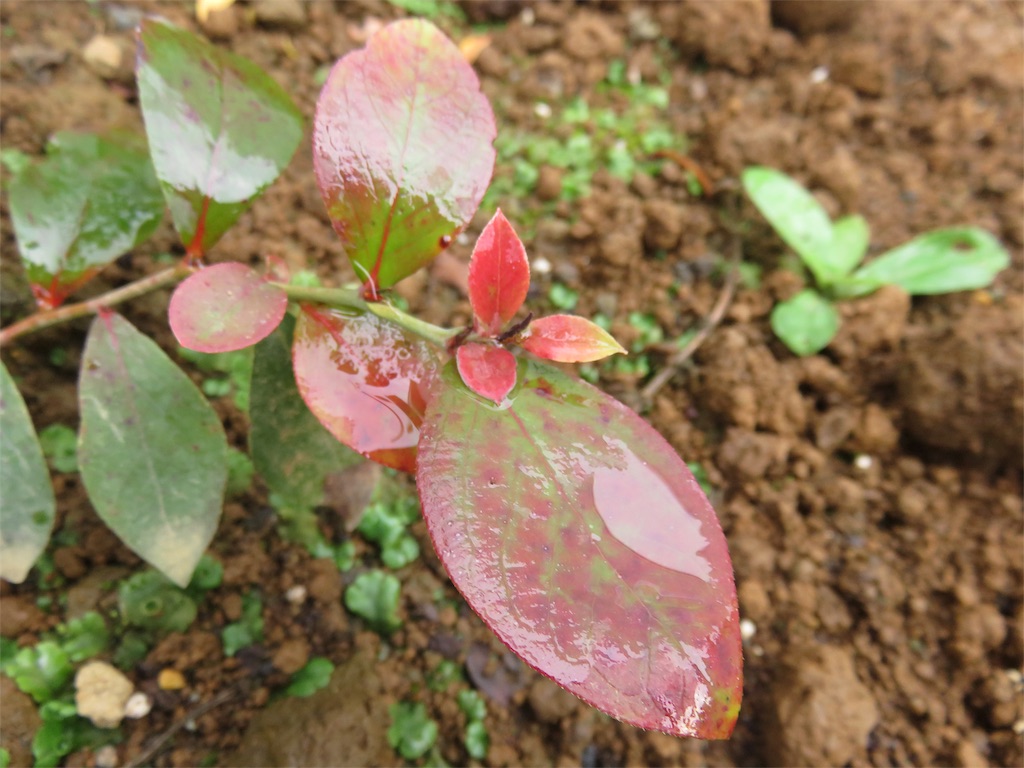 ブルーベリーの紅葉 アタマの中は花畑 ブルーベリーの紅葉 アタマの中は花畑