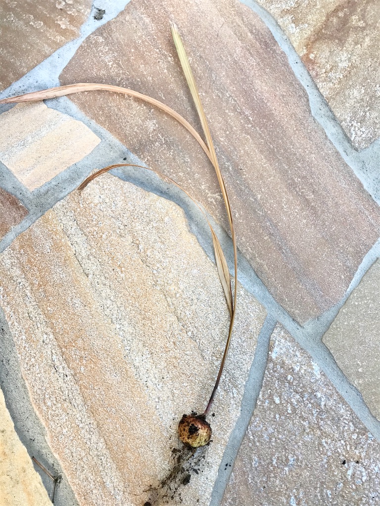 f:id:matundaba79:20191228185420j:image