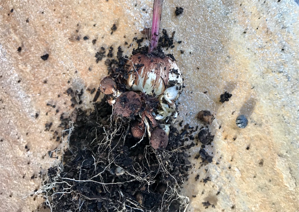 f:id:matundaba79:20191228185441j:image