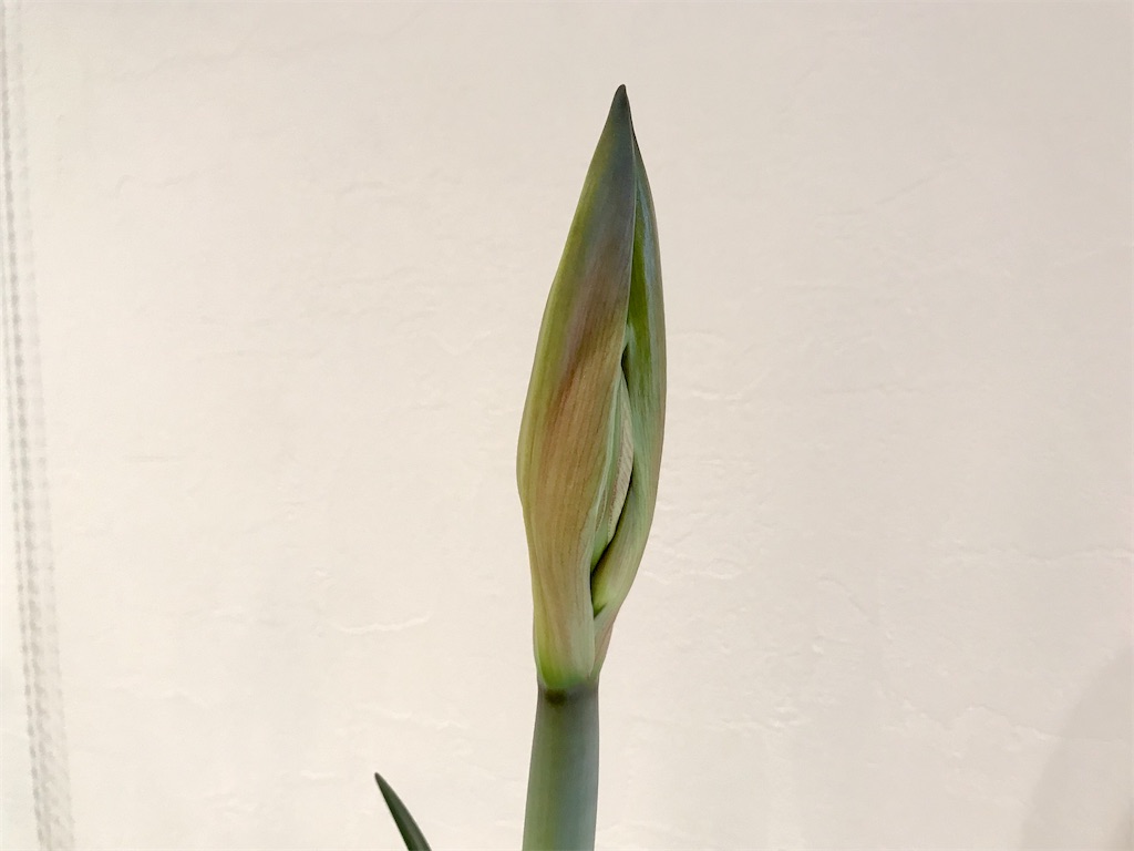 f:id:matundaba79:20200130084646j:image