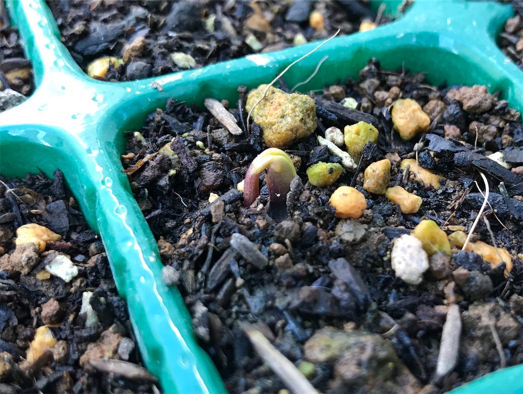 ラッセルルピナス 苗の量産計画 でも発芽時期はまちまち アタマの中は花畑