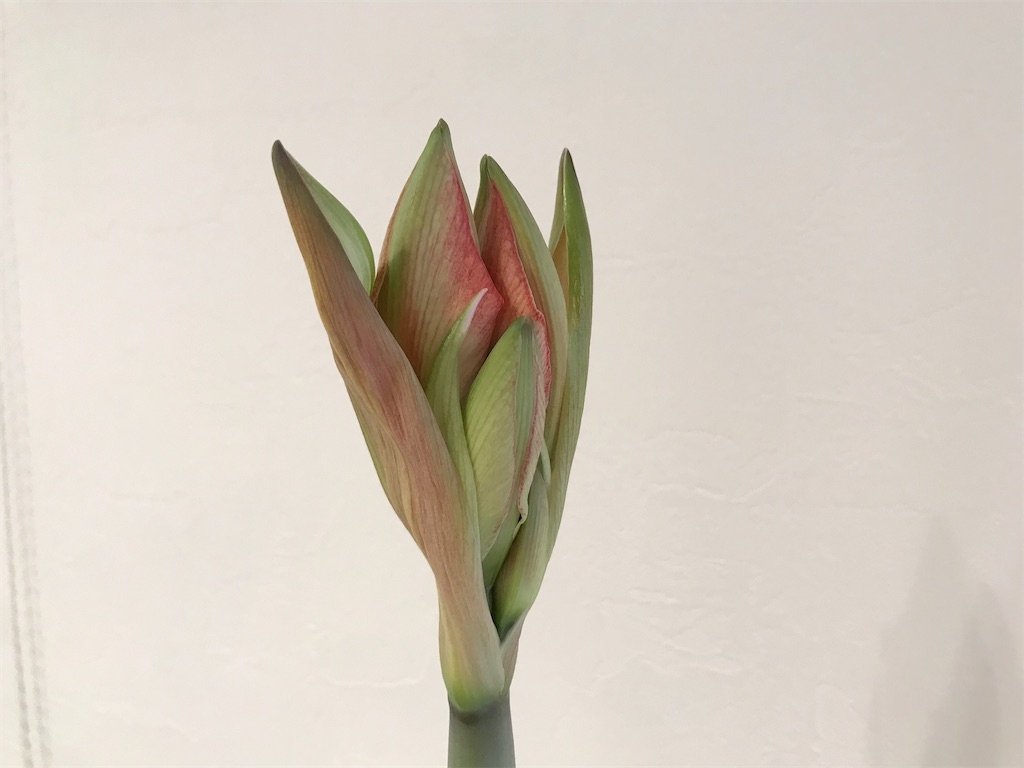 f:id:matundaba79:20200202105917j:image