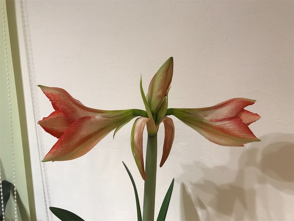 f:id:matundaba79:20200206083215j:image