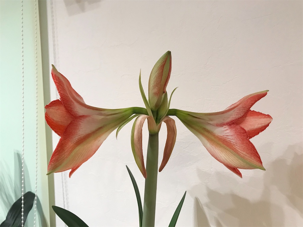 f:id:matundaba79:20200206083243j:image