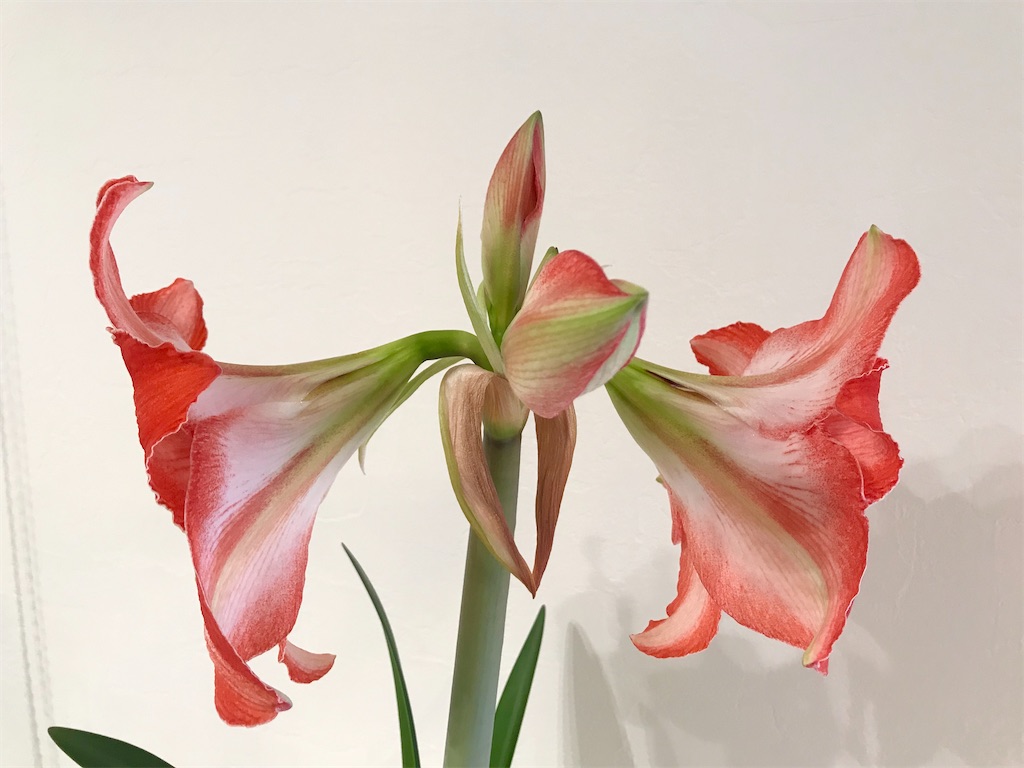 f:id:matundaba79:20200206083315j:image