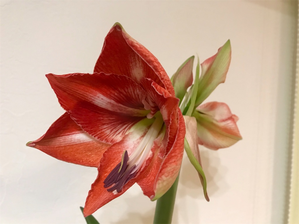 f:id:matundaba79:20200206083630j:image