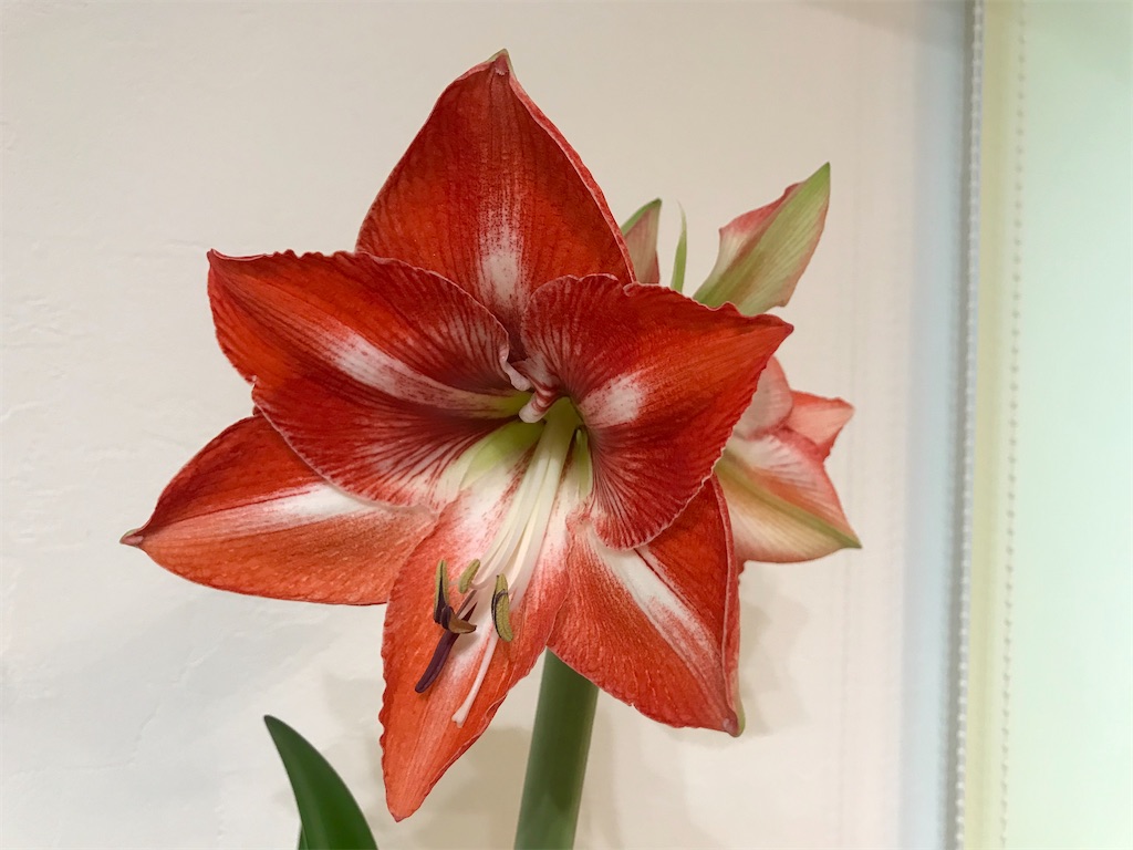 f:id:matundaba79:20200206083713j:image