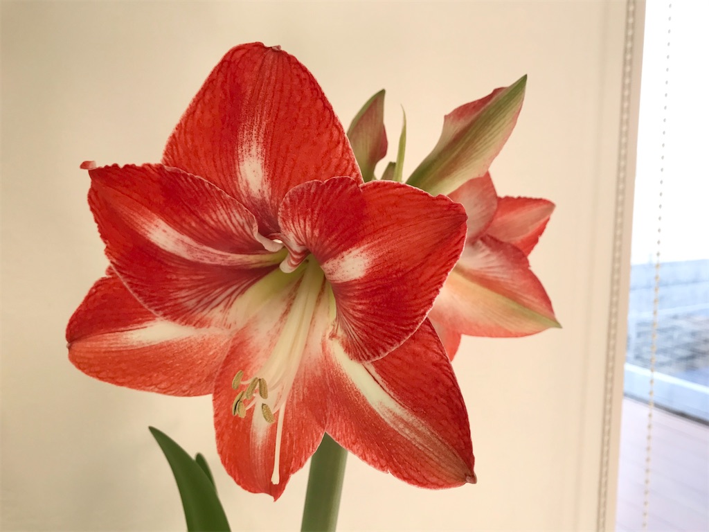 f:id:matundaba79:20200206083730j:image