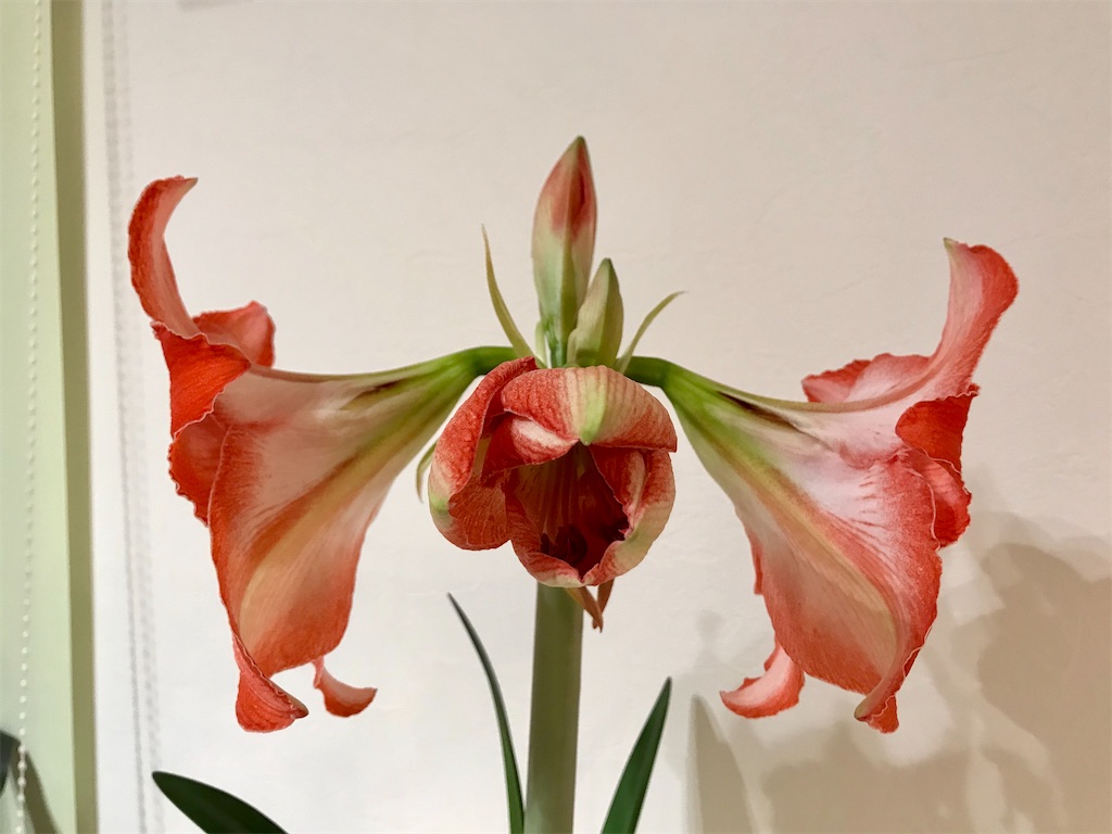 f:id:matundaba79:20200208191328j:image