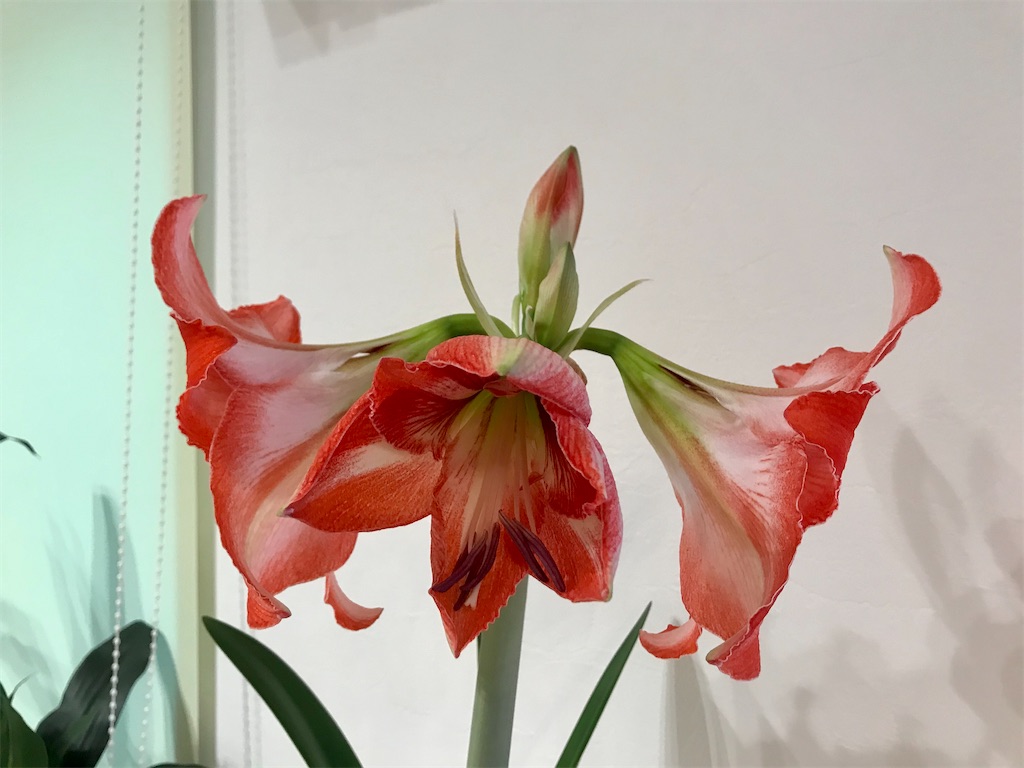 f:id:matundaba79:20200208191402j:image