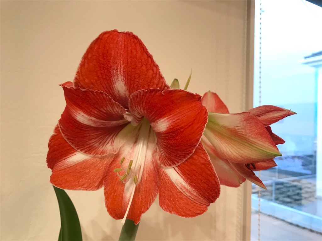 f:id:matundaba79:20200208191640j:image