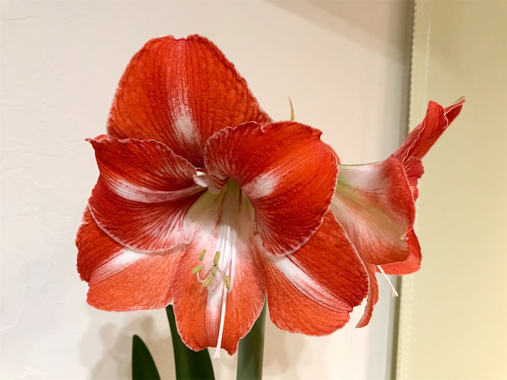 f:id:matundaba79:20200208191711j:image