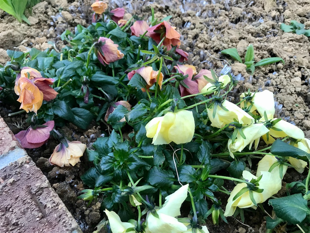 f:id:matundaba79:20200209203519j:image