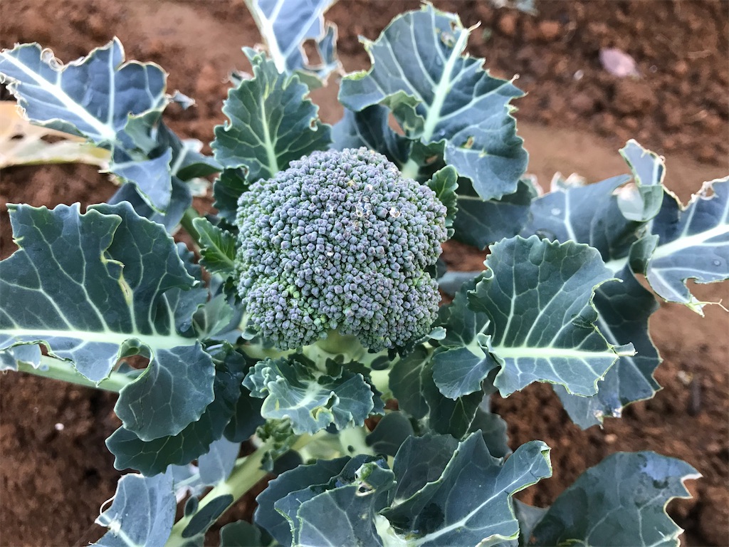 f:id:matundaba79:20200218221211j:image f:id:matundaba79:20200218221211j:image