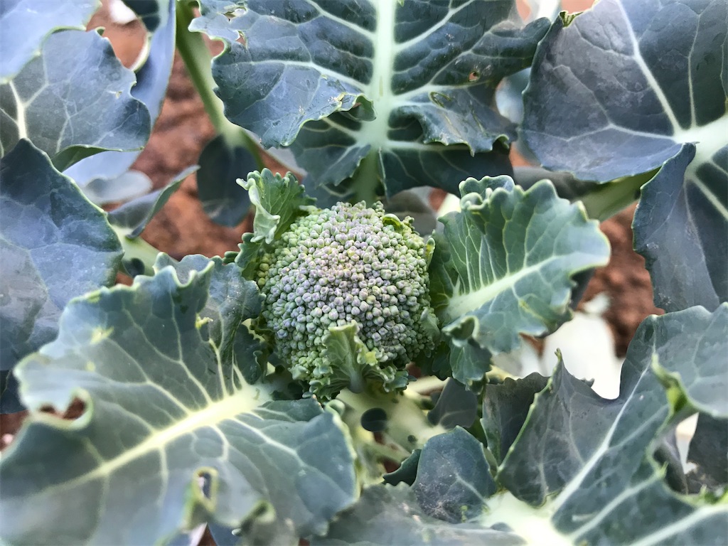 f:id:matundaba79:20200218221341j:image f:id:matundaba79:20200218221341j:image