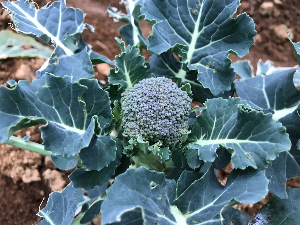 f:id:matundaba79:20200218221453j:image f:id:matundaba79:20200218221453j:image