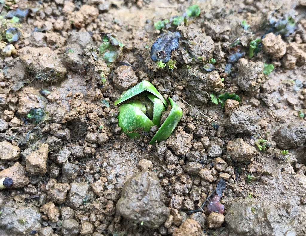 f:id:matundaba79:20200219181950j:image