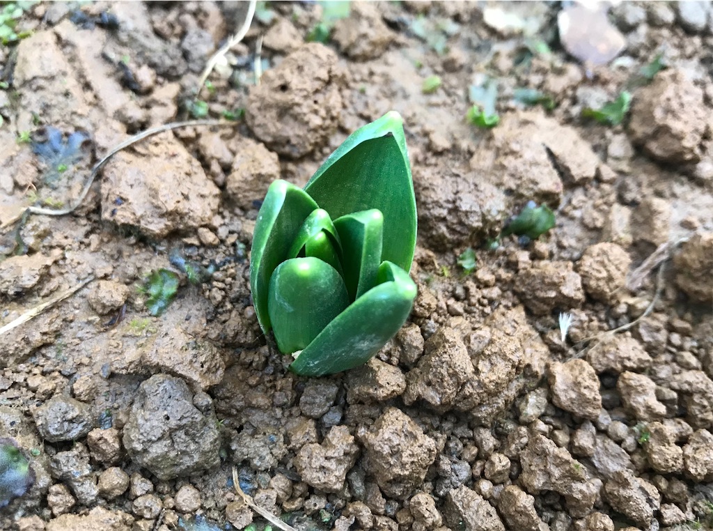 f:id:matundaba79:20200219182002j:image