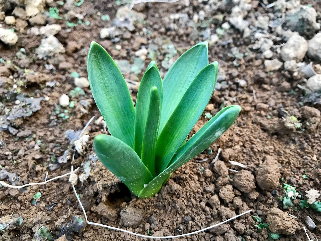 f:id:matundaba79:20200219182037j:image