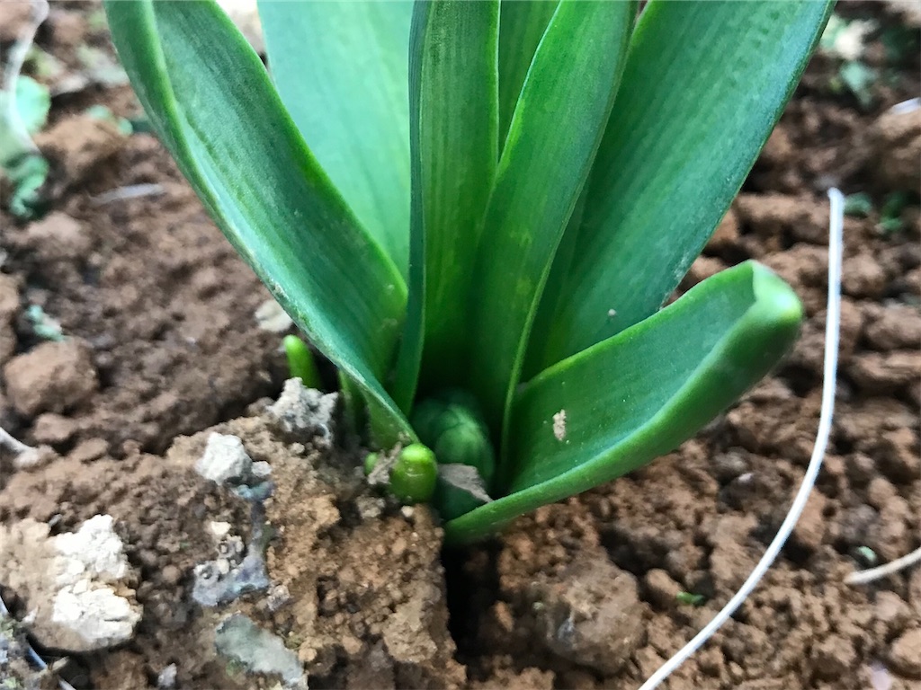 f:id:matundaba79:20200219182049j:image