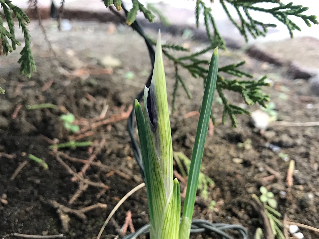 f:id:matundaba79:20200304215558j:image