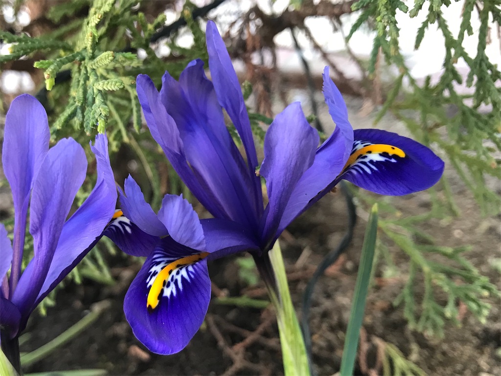 f:id:matundaba79:20200304215615j:image