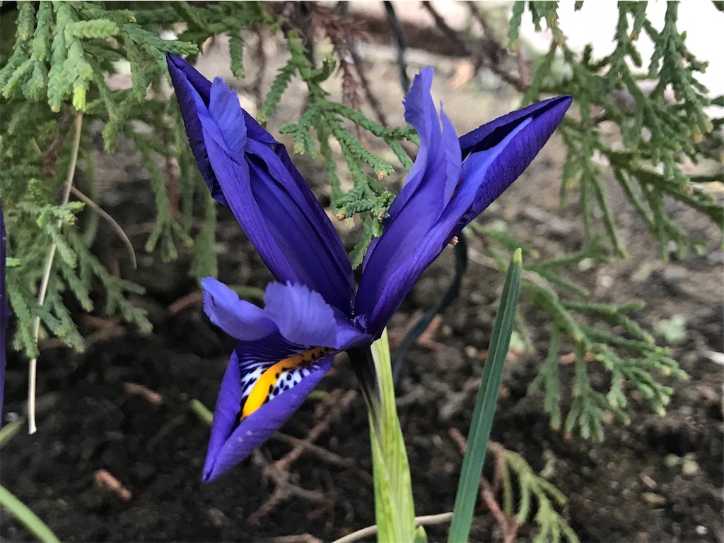 f:id:matundaba79:20200304215640j:image