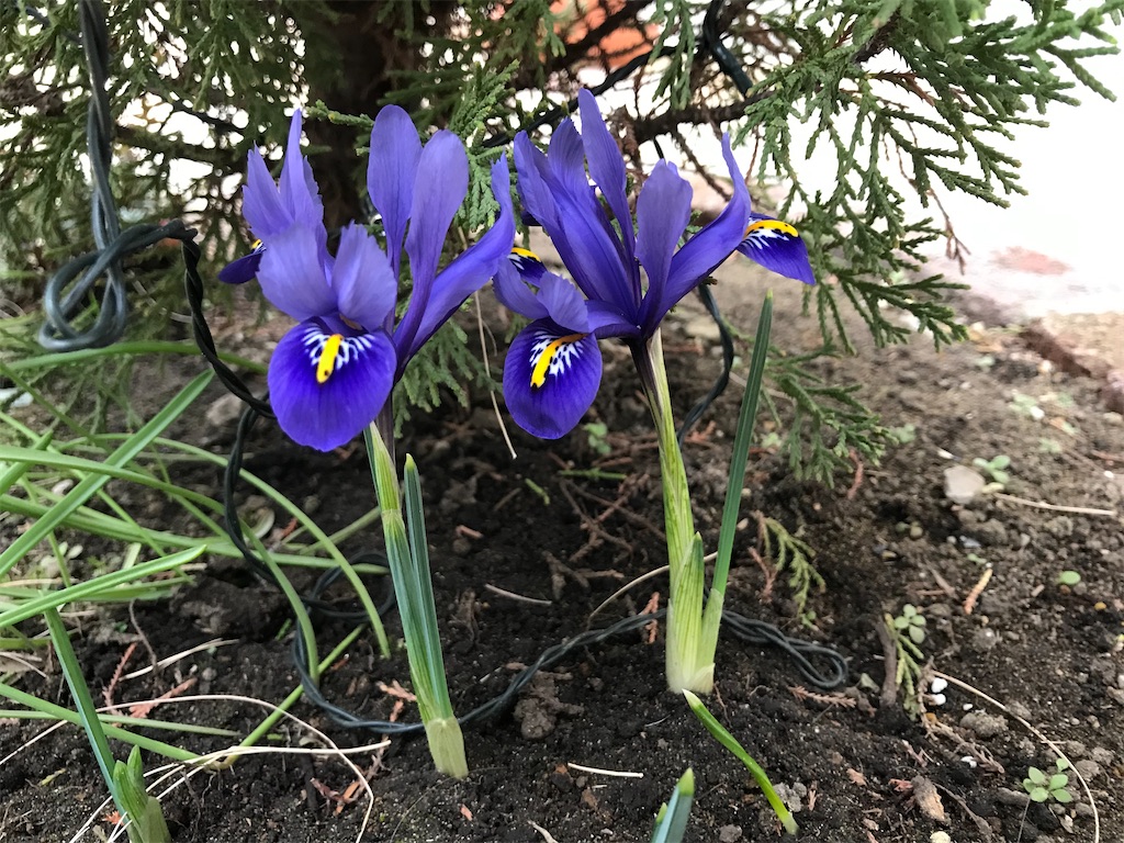 f:id:matundaba79:20200304215746j:image