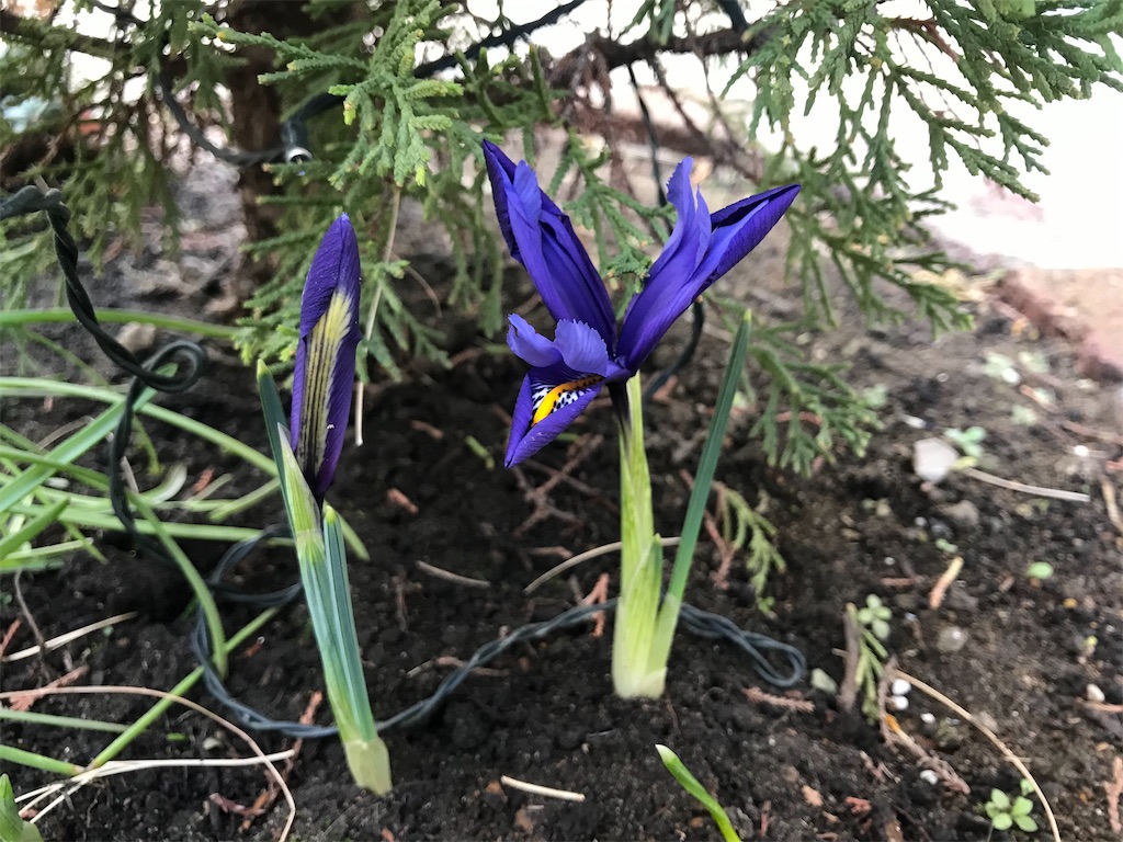 f:id:matundaba79:20200304215814j:image