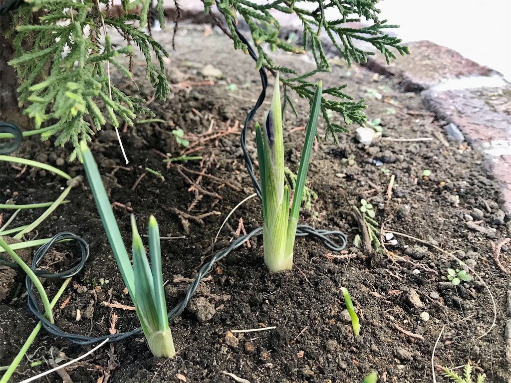 f:id:matundaba79:20200304215956j:image