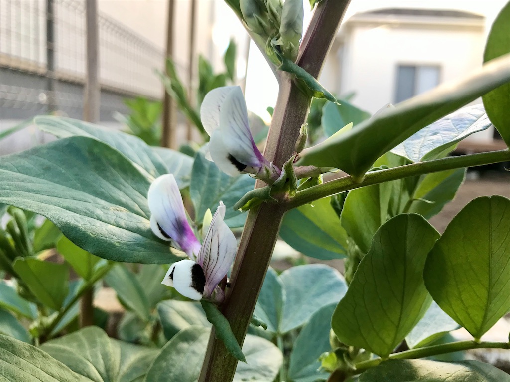 f:id:matundaba79:20200313084544j:image f:id:matundaba79:20200313084544j:image