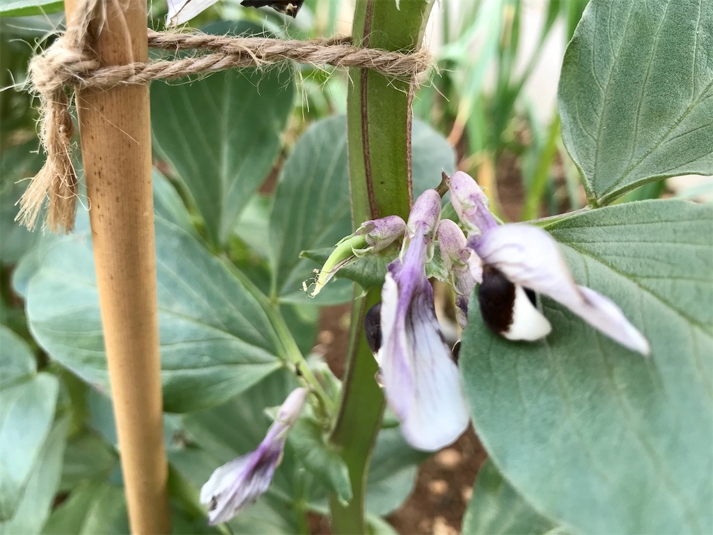 f:id:matundaba79:20200313213832j:image f:id:matundaba79:20200313213832j:image