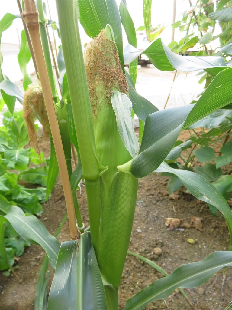 f:id:matundaba79:20200313215325j:image f:id:matundaba79:20200313215325j:image