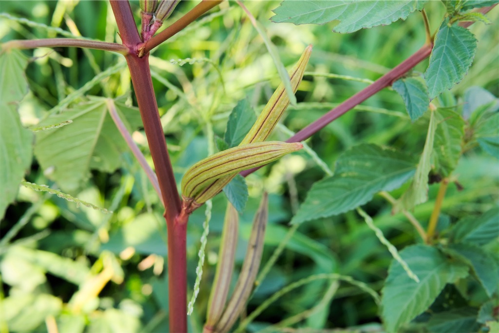 f:id:matundaba79:20200313215342j:image f:id:matundaba79:20200313215342j:image