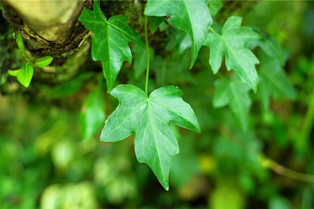 f:id:matundaba79:20200316205256j:image