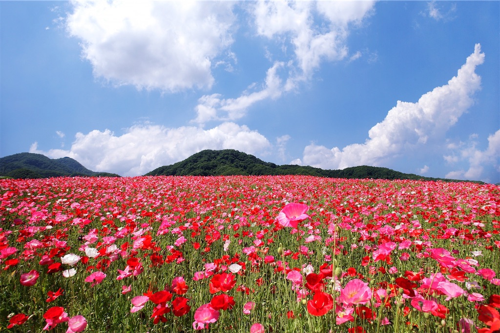 f:id:matundaba79:20200318230716j:image f:id:matundaba79:20200318230716j:image