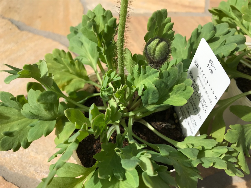 f:id:matundaba79:20200318231226j:image f:id:matundaba79:20200318231226j:image