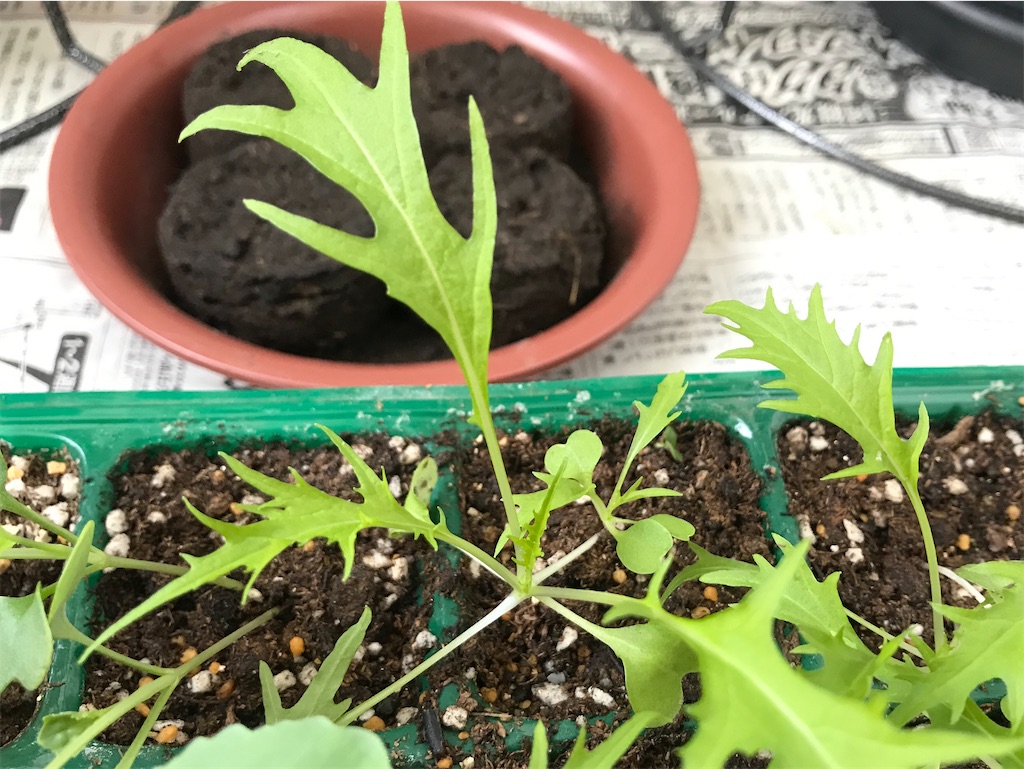 f:id:matundaba79:20200321090111j:image