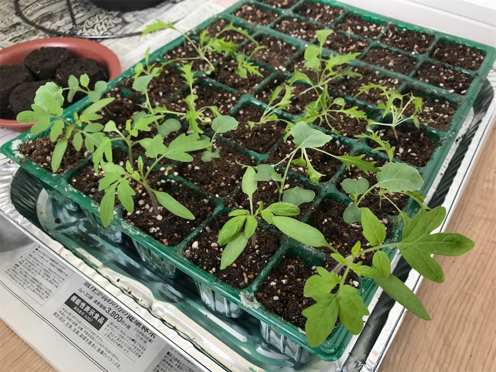 f:id:matundaba79:20200321210137j:image