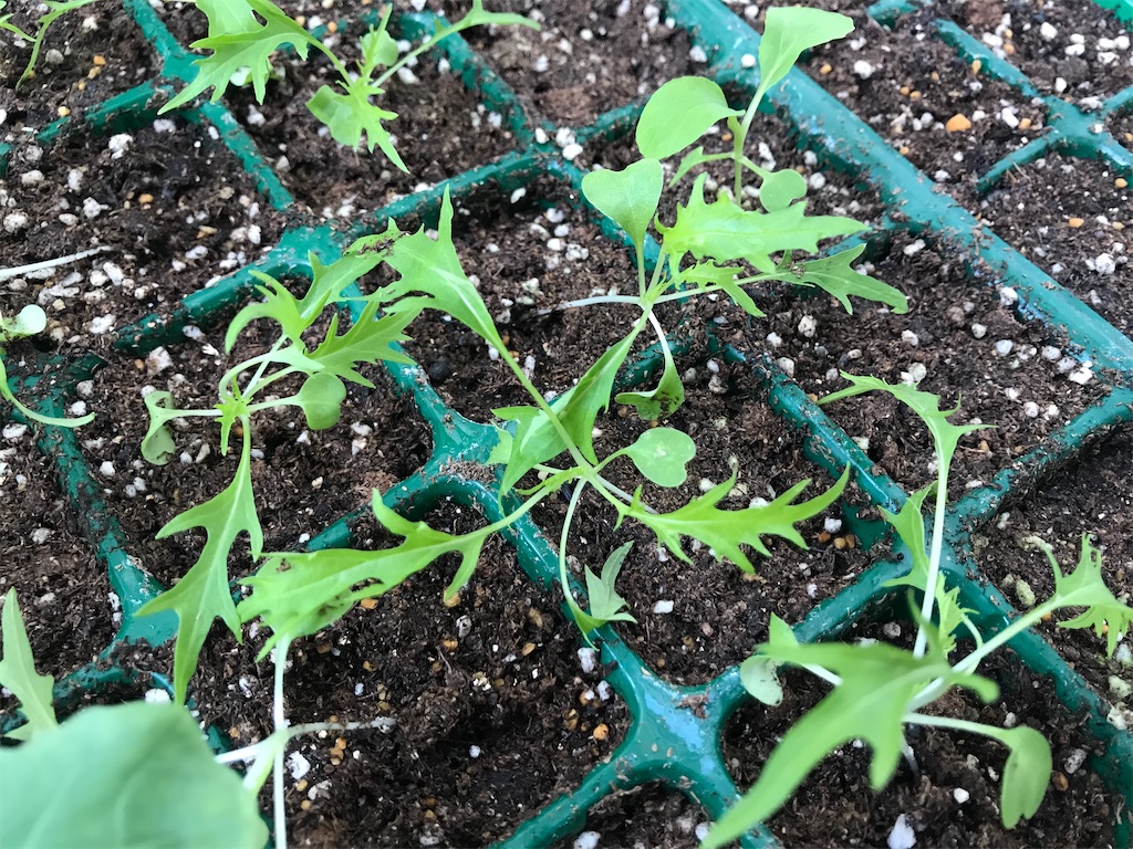 f:id:matundaba79:20200321210710j:image