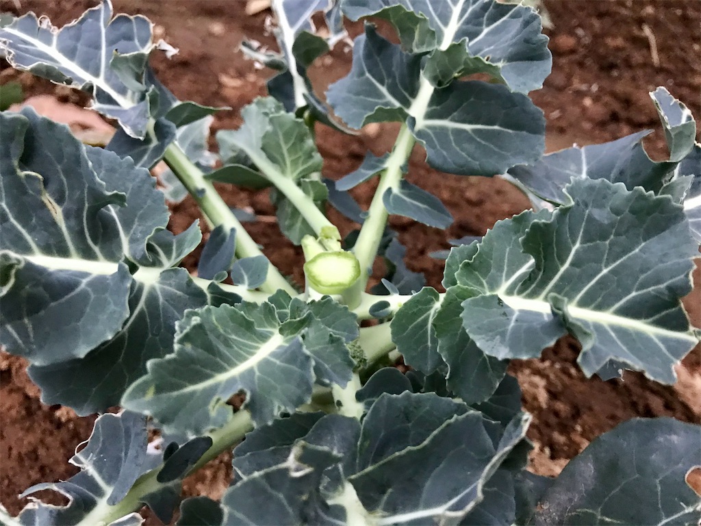ブロッコリー 側花蕾の収穫 塩茹ですると色鮮やかになるのは何故 アタマの中は花畑