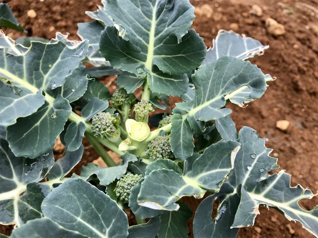 ブロッコリー 側花蕾の収穫 塩茹ですると色鮮やかになるのは何故 アタマの中は花畑