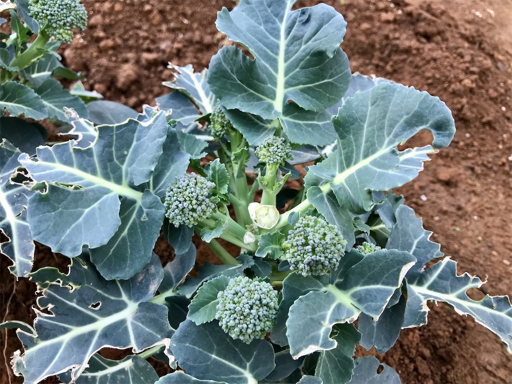 ブロッコリー 側花蕾の収穫 塩茹ですると色鮮やかになるのは何故 アタマの中は花畑