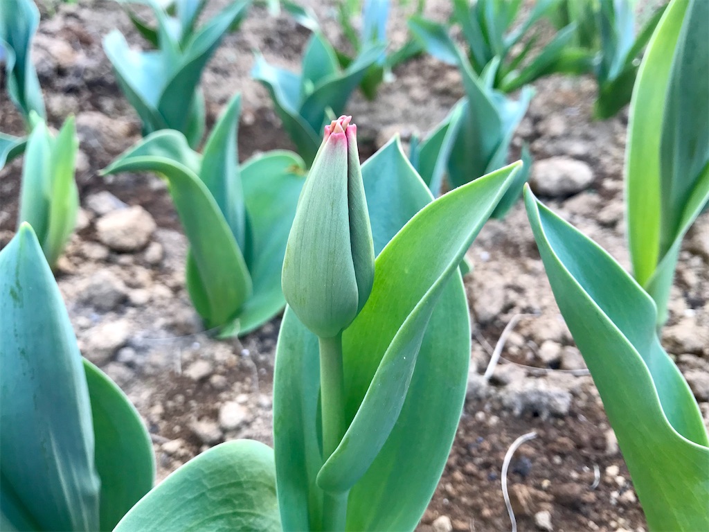 f:id:matundaba79:20200326082420j:image