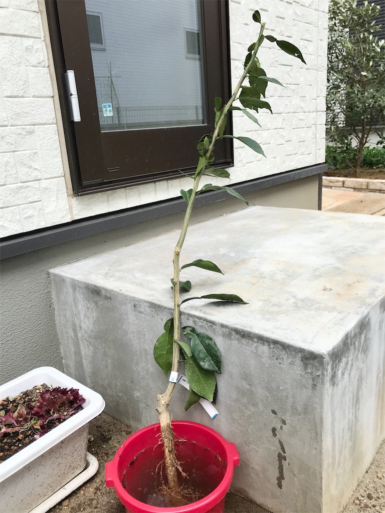 f:id:matundaba79:20200327222116j:image f:id:matundaba79:20200327222116j:image