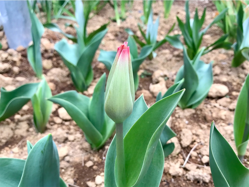 f:id:matundaba79:20200328003927j:image