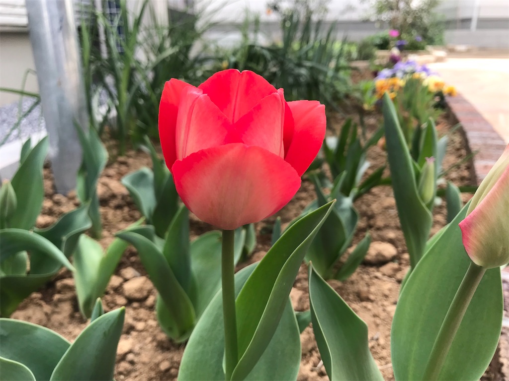 f:id:matundaba79:20200328095645j:image