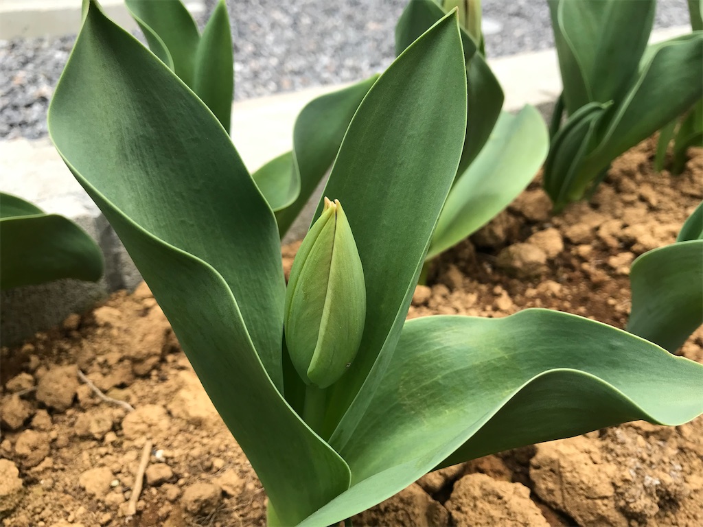 f:id:matundaba79:20200328095721j:image