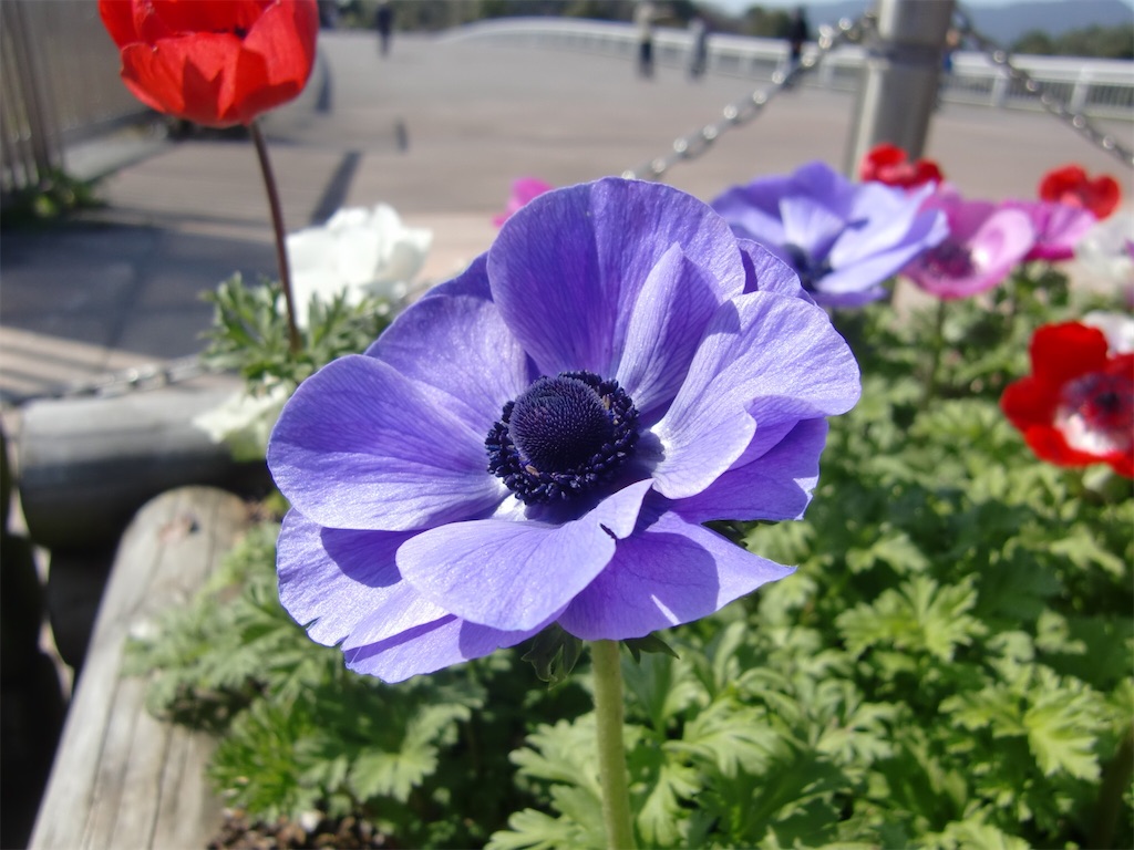 アネモネ 開花のためには寒さが肝心 冬を乗り越え無事開花 アタマの中は花畑