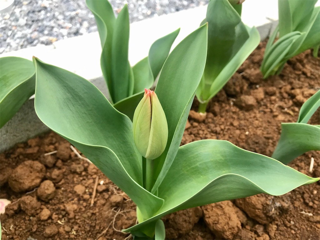 f:id:matundaba79:20200331082750j:image